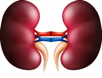 kidney 